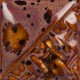 Peppered Plum - 10-lbs Dry Mayco Stoneware Glaze Peppered Plum - 10-lbs Dry Mayco Stoneware Glaze